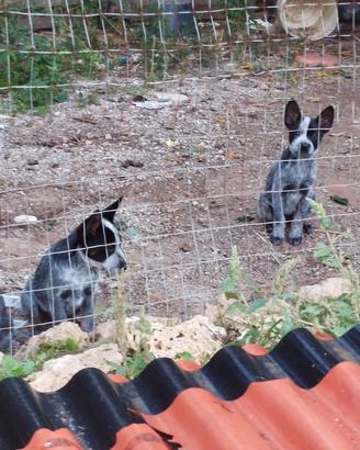 Cattle Dog cuccioli australiano