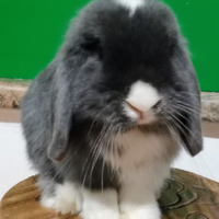 Mini lop conigli nani