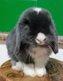 Mini lop coniglio nano ariete