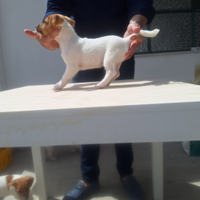 Jack Russell Terrier pelo ruvido con Pedigree ROI