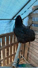 Galline