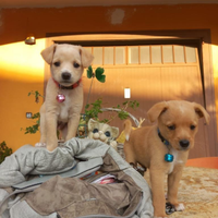 Cuccioli maschi cavalier volpino mix