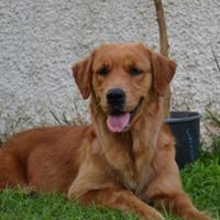 Golden Retriever americani