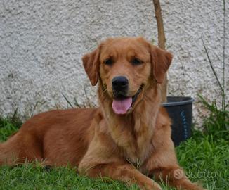 Golden Retriever americani