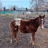 Cavallo/ puledro appaloosa quarter