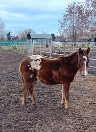 Cavallo/ puledro appaloosa quarter