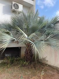Piante