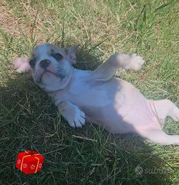 Bulldog francese bianco crema