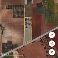 Terreno agricolo ed uliveto