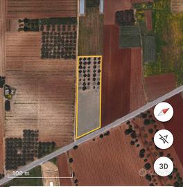 Terreno agricolo ed uliveto