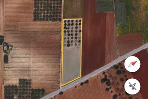 Terreno agricolo ed uliveto