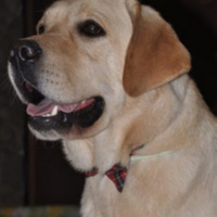 Labrador retriever per monta pedigree