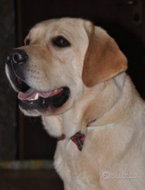 Labrador retriever per monta pedigree