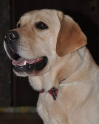 Labrador retriever per monta pedigree