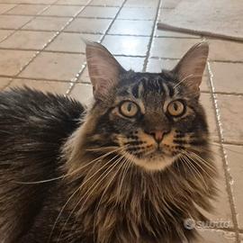 Maine coon
