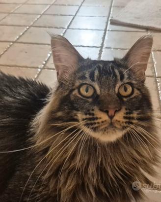 Maine coon