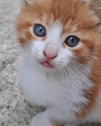 Gattini mix Maine coom