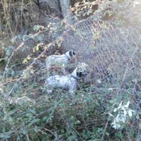 Setter inglese
