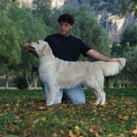 Cuccioli di golden retriver