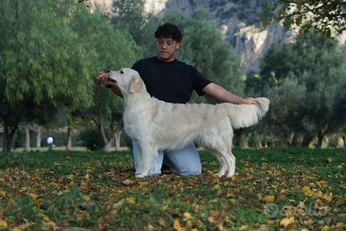 Cuccioli di golden retriver