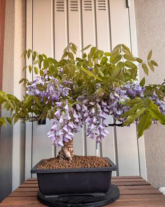 Bonsai Glicine