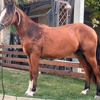 Cavallo Criollo