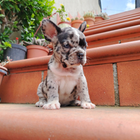 Bulldog francese cuccioli