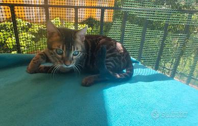 Gatto del Bengala Maschio