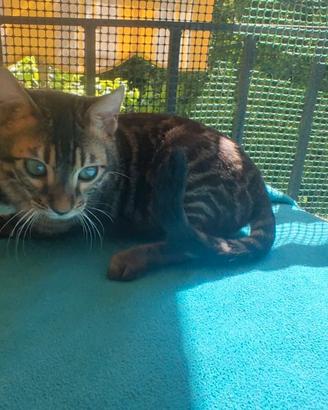 Gatto del Bengala Maschio