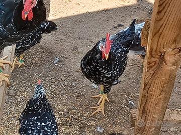 Galline Ancona trio