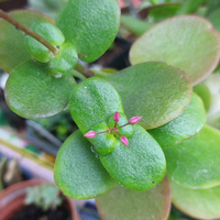 Crassula multicava piante grasse