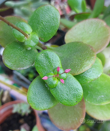 Crassula multicava piante grasse