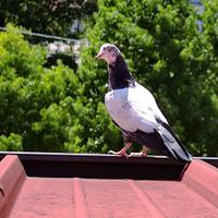 Piccioni altovolanti Pakistani