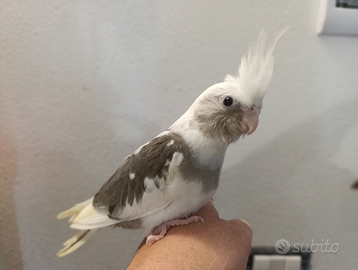 Calopsite svezzato a mano