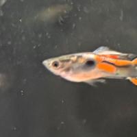 Guppy