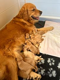 Golden retriever americani
