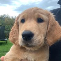 Cuccioli selezionati golden retriever