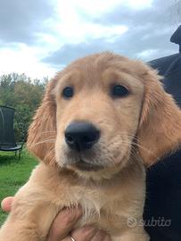Cuccioli selezionati golden retriever