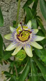 Passiflora Caerulea 