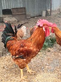 Splendido Gallo Nostrano Adulto
