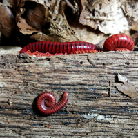 Millepiedi rosso-fuoco
