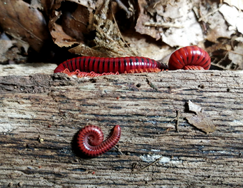 Millepiedi rosso-fuoco