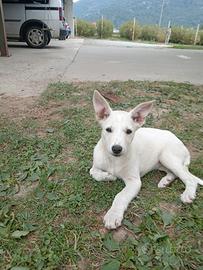 Cucciolo tipo Pastore Svizzero bianco pelo corto