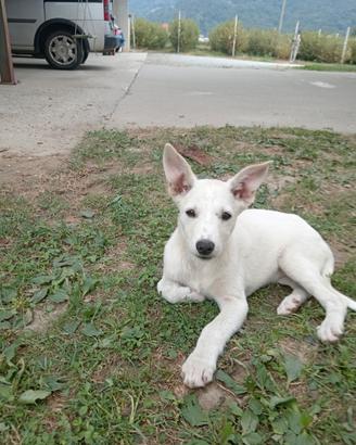 Cucciolo tipo Pastore Svizzero bianco pelo corto