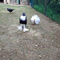 Gozzuto di Pomerania