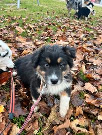 Cucciole pastore australiano