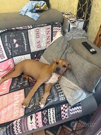 Pitbull american femmina