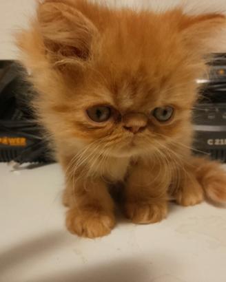 Cucciolo machio persiano
