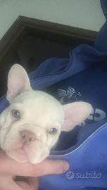 Bulldog francese ultima