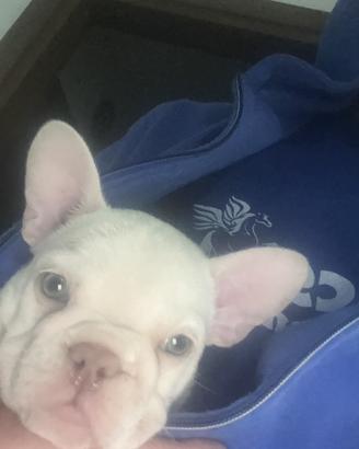 Bulldog francese ultima